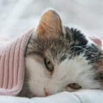 10 Oraciones Poderosas Para Mi Gato Enfermo