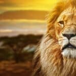 Audaz Como Un León Significado Y Meditación