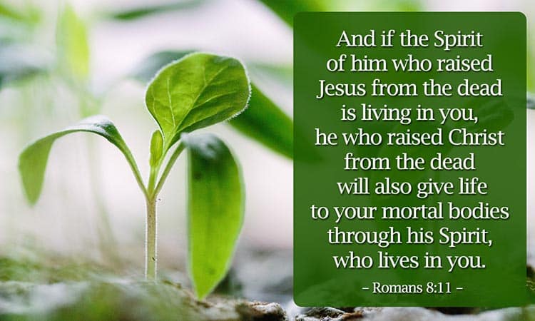 Romanos 811 Significado De Dar Vida A Vuestros Cuerpos Mortales