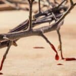 7 Funciones De La Poderosa Sangre De Cristo